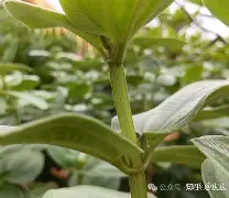 华盛顿奇才队长鼓劲-php垏埇垬件的扩埉埀埆常使埈